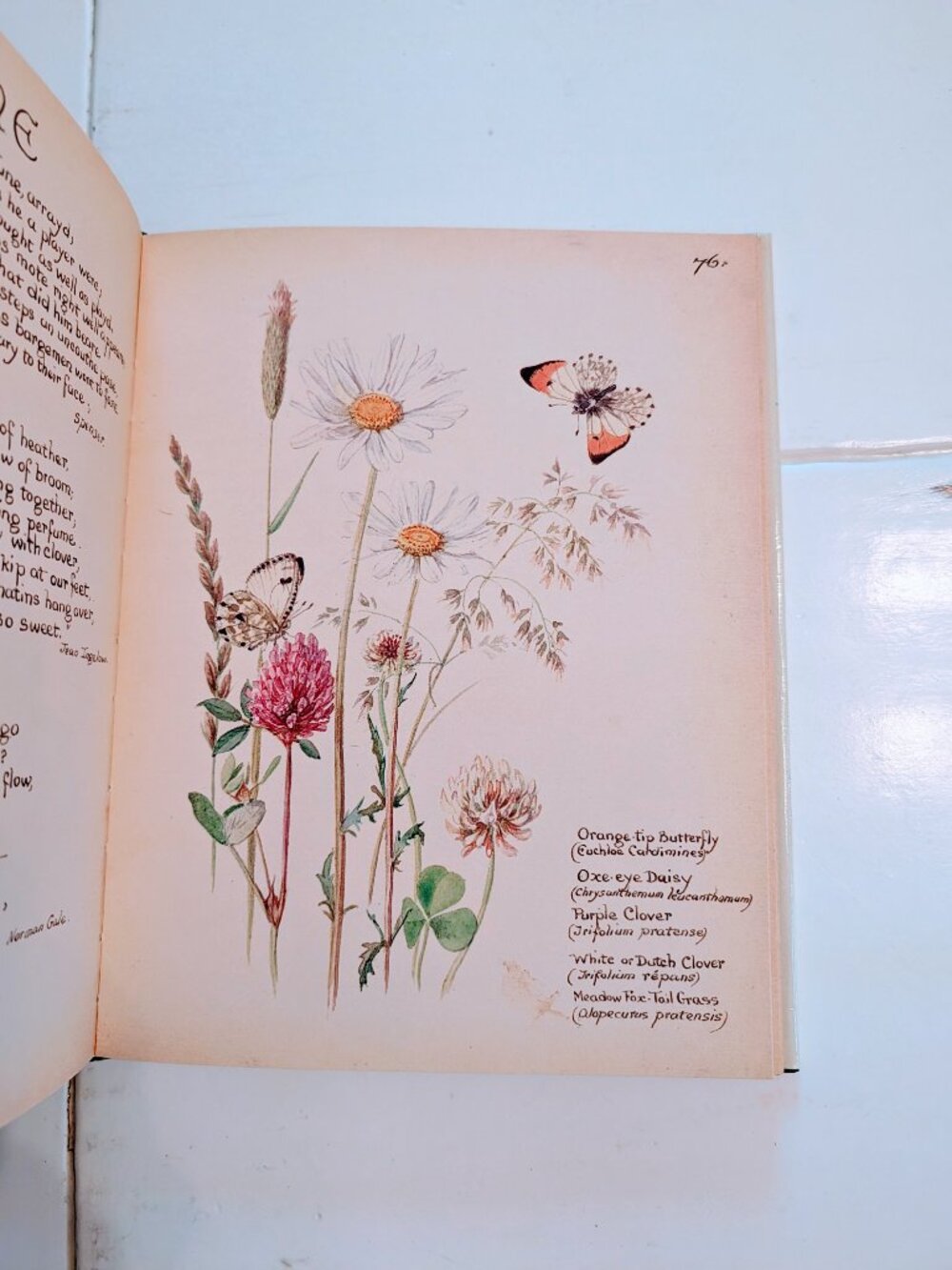1977 The Country Diary of an Edwardian Lady Edith Holden HC/DJ 1st Ed 2nd Print - Picture 9 of 11